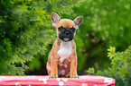French Bulldog Puppy