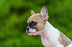 French Bulldog Puppy