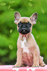 French Bulldog Puppy