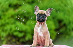 French Bulldog Puppy