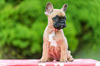 French Bulldog Puppy