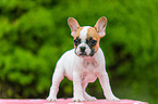 French Bulldog Puppy