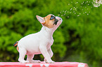 French Bulldog Puppy