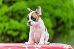 French Bulldog Puppy