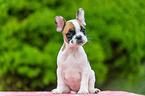 French Bulldog Puppy
