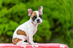 French Bulldog Puppy