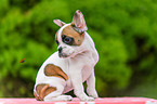 French Bulldog Puppy