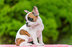 French Bulldog Puppy
