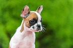 French Bulldog Puppy