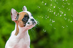 French Bulldog Puppy