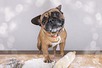 French Bulldog with Tracheostoma