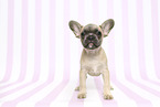 French Bulldog Puppy
