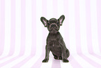 French Bulldog Puppy