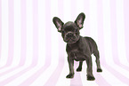 French Bulldog Puppy