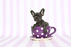 French Bulldog Puppy
