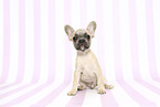 French Bulldog Puppy