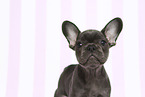 French Bulldog Puppy