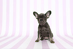 French Bulldog Puppy