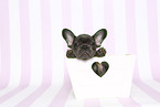 French Bulldog Puppy