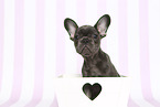 French Bulldog Puppy
