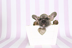 French Bulldog Puppy