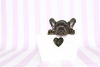 French Bulldog Puppy