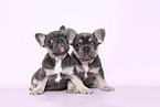 French Bulldog Puppies