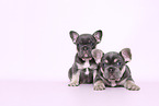 French Bulldog Puppies