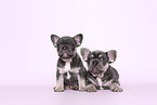 French Bulldog Puppies