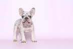 French Bulldog Puppy