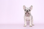 French Bulldog Puppy