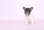 French Bulldog Puppy