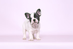 French Bulldog Puppy