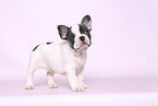 French Bulldog Puppy