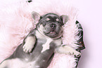 French Bulldog Puppy