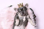 French Bulldog Puppy