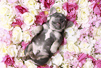 French Bulldog Puppy