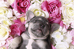 French Bulldog Puppy