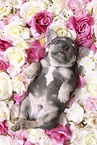French Bulldog Puppy