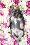French Bulldog Puppy