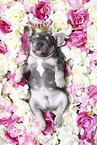 French Bulldog Puppy