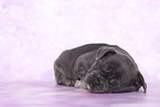 French Bulldog Puppy