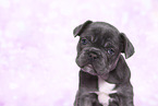 French Bulldog Puppy