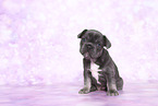 French Bulldog Puppy