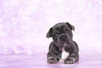 French Bulldog Puppy