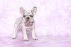 French Bulldog Puppy