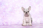 French Bulldog Puppy
