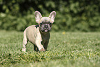 French Bulldog Puppy