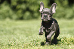 French Bulldog Puppy