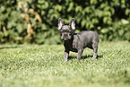 French Bulldog Puppy